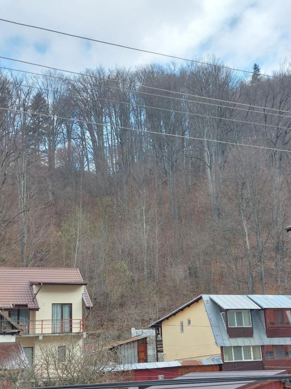 Vila Foc Alb Apartamente-Buşteni Zewnętrze zdjęcie